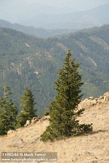 Pinus balfouriana