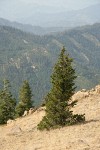 Foxtail Pine