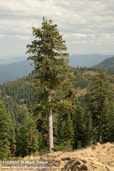 Pinus balfouriana