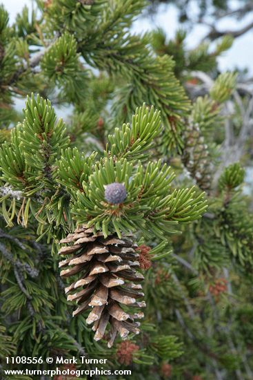 Pinus balfouriana