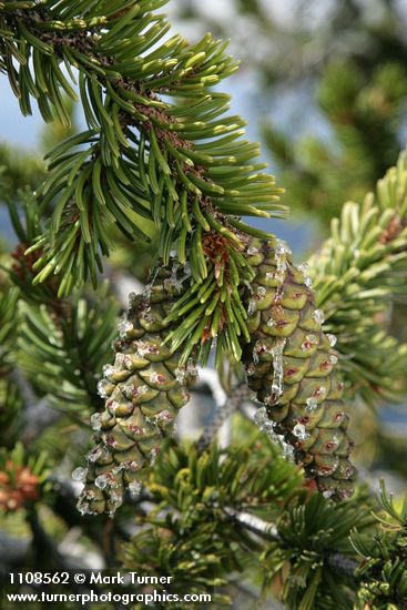 Pinus balfouriana