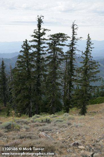 Pinus balfouriana
