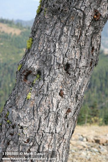 Pinus balfouriana