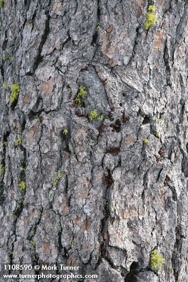 Pinus balfouriana