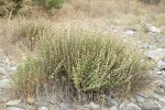 California brickellbush in seed