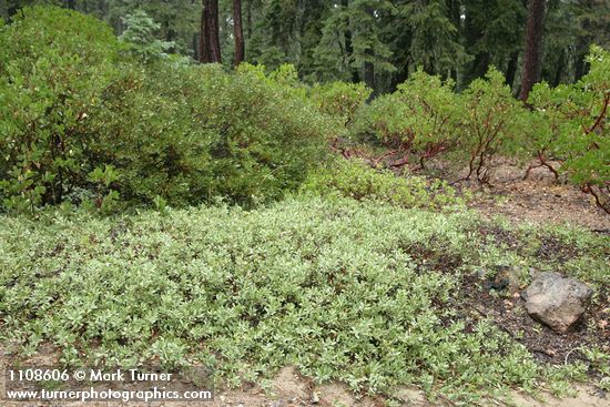 Arctostaphylos klamathensis; A. patula