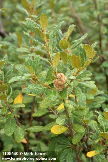 Chrysolepis sempervirens
