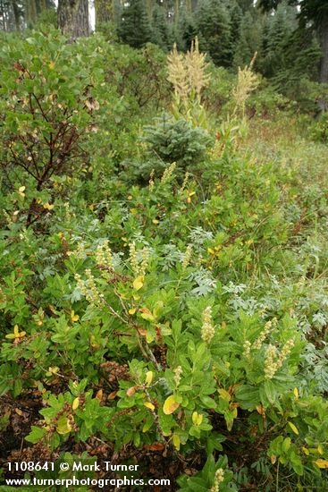 Leucothoe davisiae