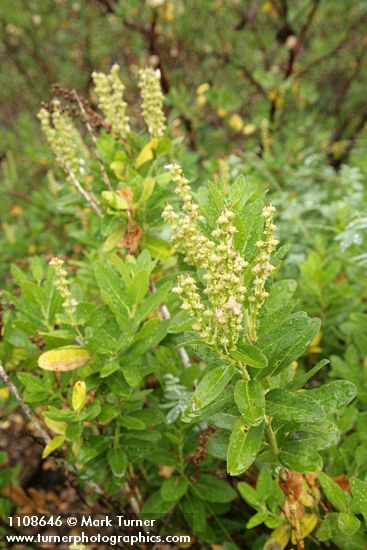 Leucothoe davisiae
