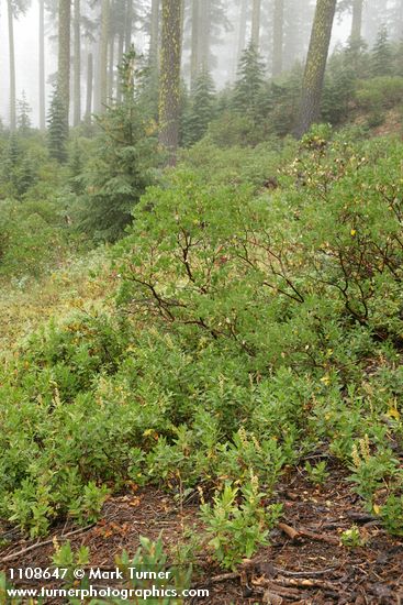 Leucothoe davisiae