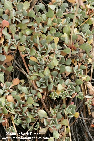 Eriogonum siskiyouense