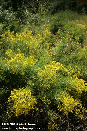 Ericameria parryi