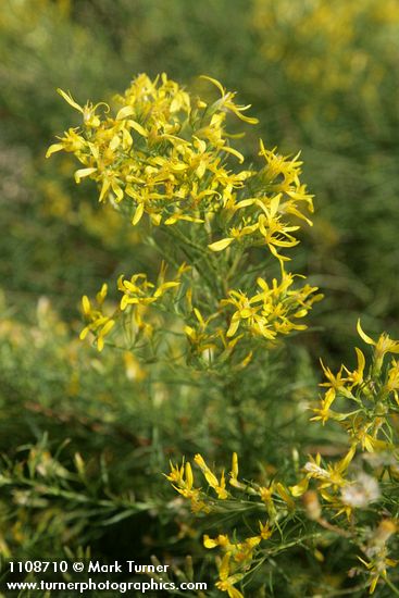 Ericameria parryi