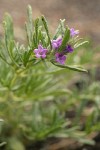 Lobb's Fiddleleaf blossoms & foliage