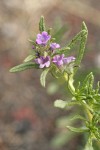Lobb's Fiddleleaf blossoms & foliage
