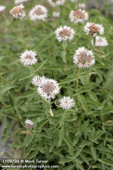 Monardella odoratissima ssp. pallida
