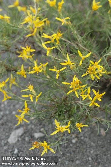 Ericameria bloomeri