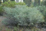 Mountain Whitethorn