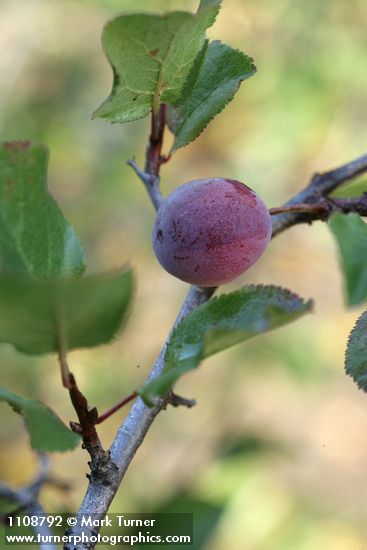 Prunus subcordata