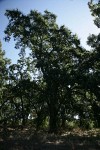 Valley Oaks