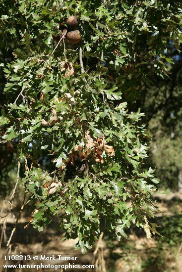 Quercus lobata