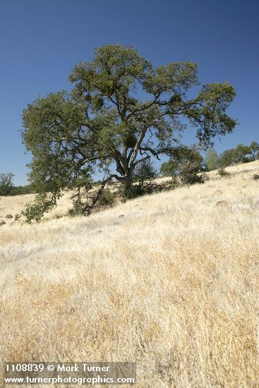 Quercus douglasii