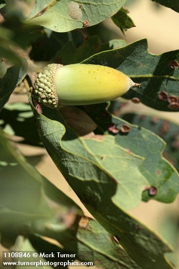 Quercus douglasii