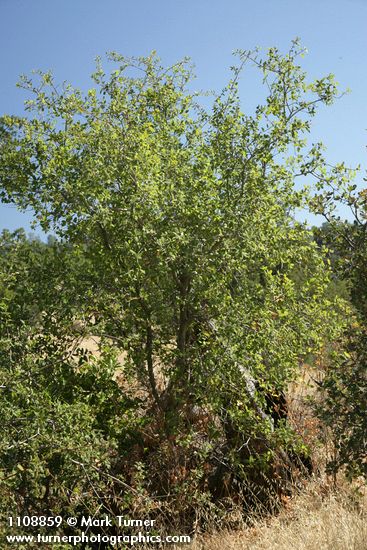 Quercus wislizeni