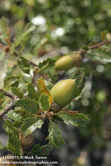 Quercus berberidifolia