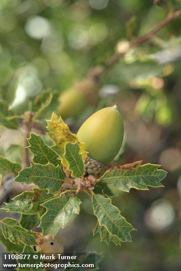 Quercus berberidifolia