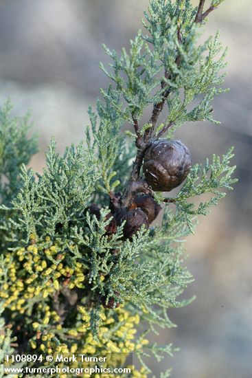 Cupressus macnabiana