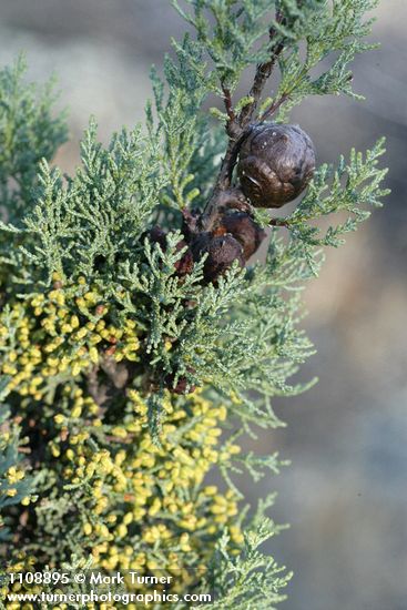 Cupressus macnabiana