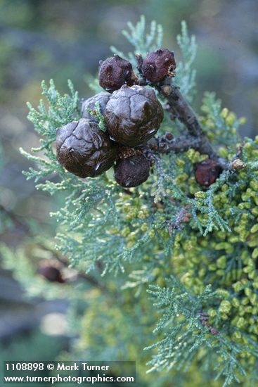 Cupressus macnabiana