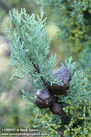 Cupressus macnabiana