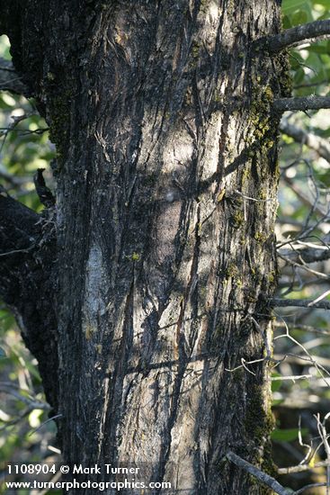 Cupressus macnabiana