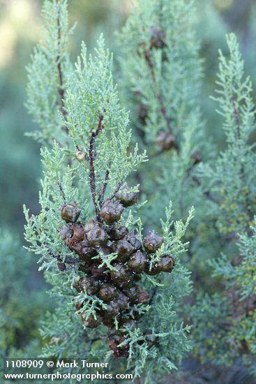 Cupressus macnabiana