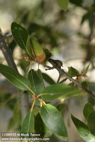 Quercus wislizeni