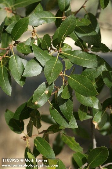 Quercus wislizeni