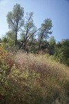 Skunkbush Sumac w/ Gray Pines bkgnd