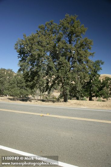 Quercus douglasii