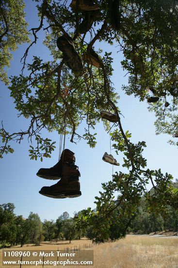 Quercus douglasii