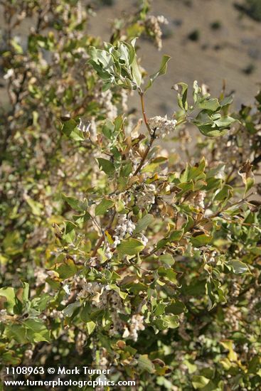 Garrya congdonii