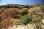Scrub Oak & California Buckeye chaparral