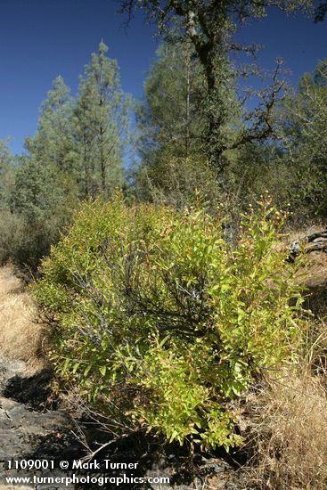 Cephalanthus occidentalis