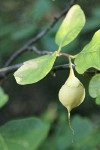 California Snowdrop Bush fruit & foliage