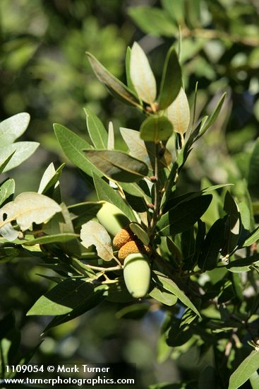 Quercus chrysolepis