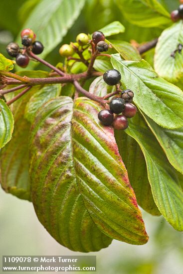 Frangula purshiana (Rhamnus purshiana)