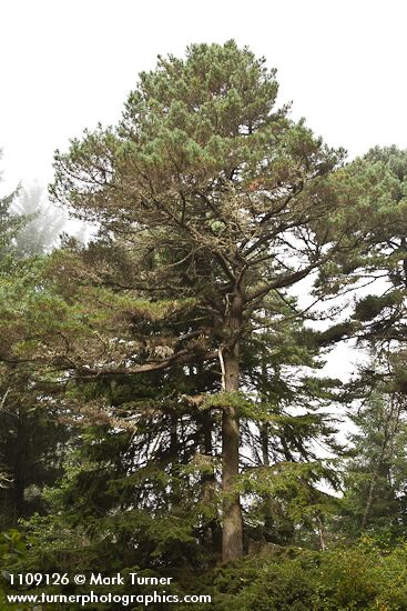 Pinus muricata