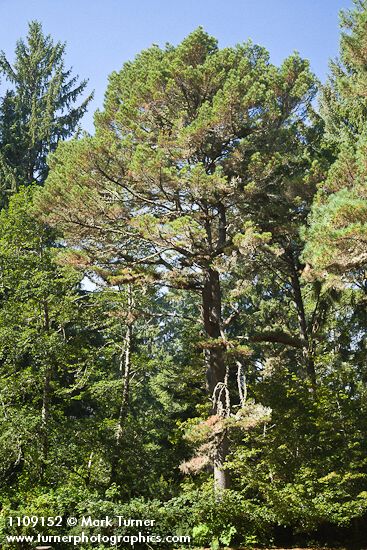 Pinus muricata