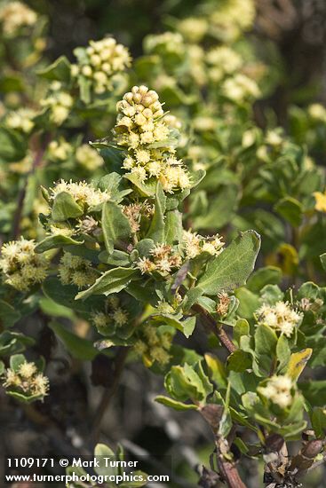 Baccharis pilularis
